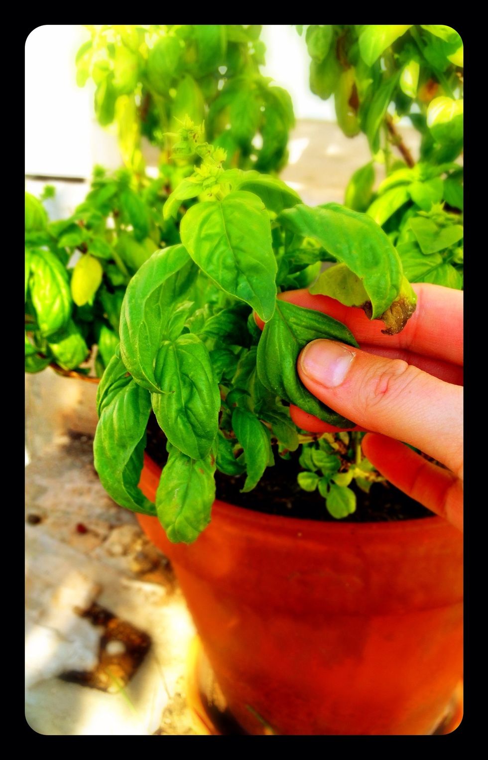 Collect four cups of fresh basil.