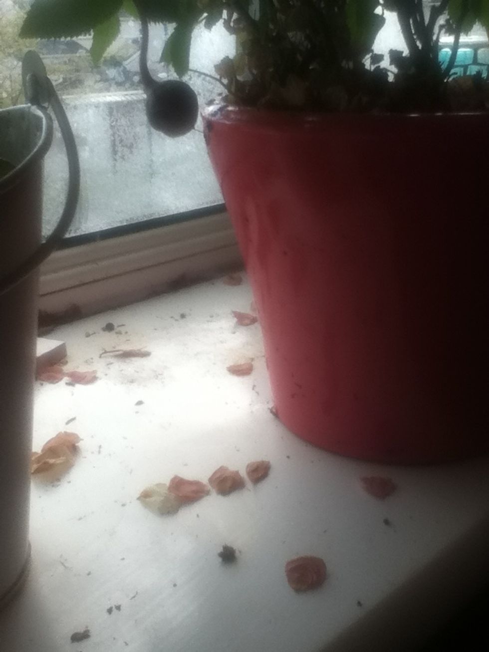 collect really dry flower petals of desired colour - so dry that they break in your hands