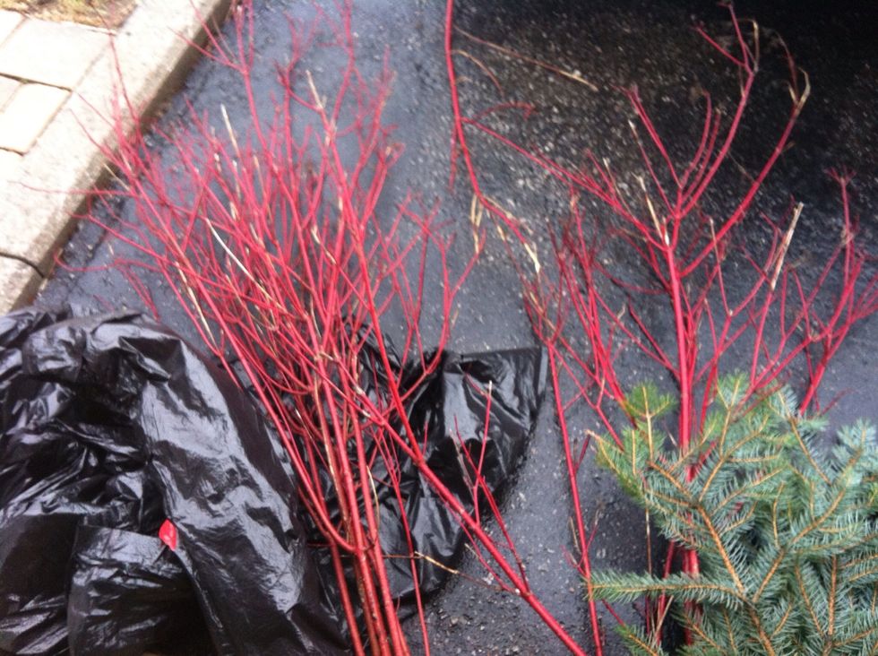 Collect red branches, a variety of spruce or pine boughs.
