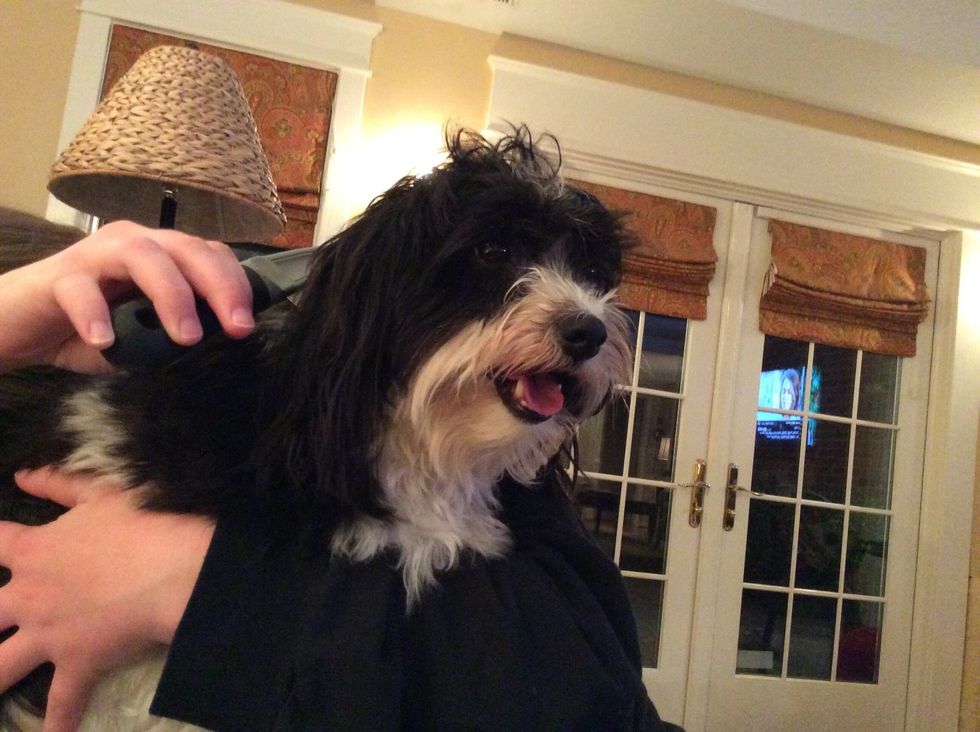 Comb out any knots in the dog's fur.