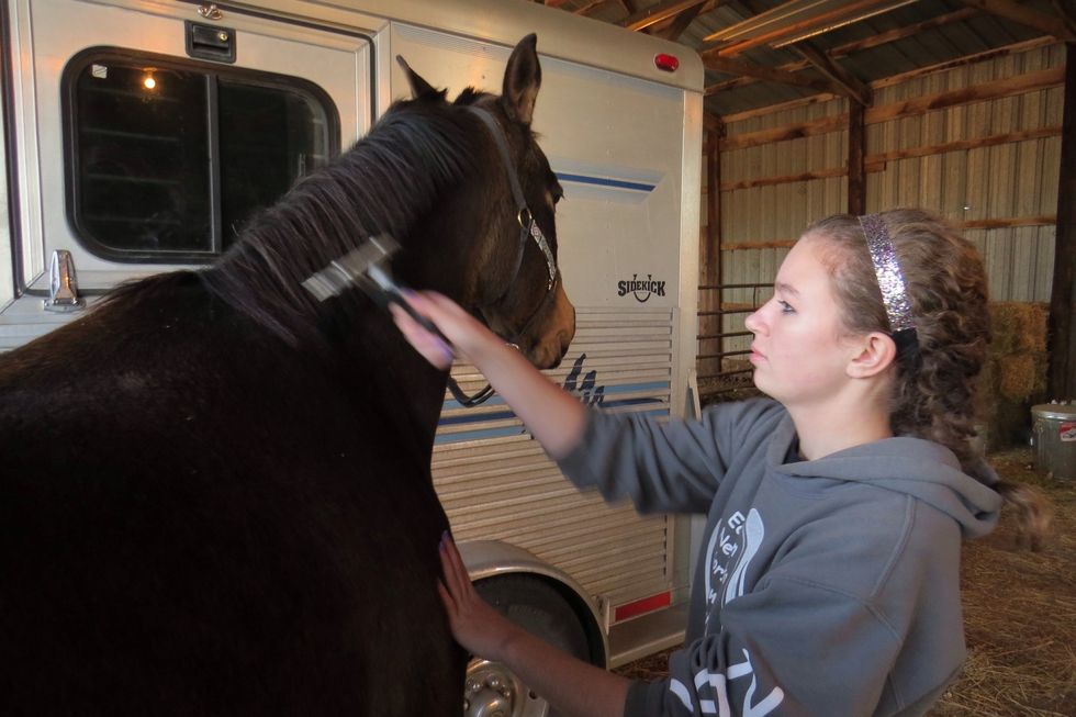 Comb the mane. Tip: start from the bottom and go up (do this for the tail as well). Don't forget to comb the forelock.