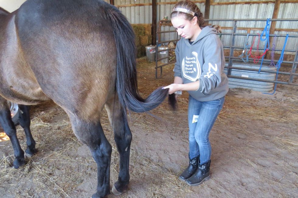 Comb the tail from the bottom to the top, just like you did with the mane. You can put in a fake tail if you're at a high-class show (AQHA), but most of the time you don't need to worry about one.