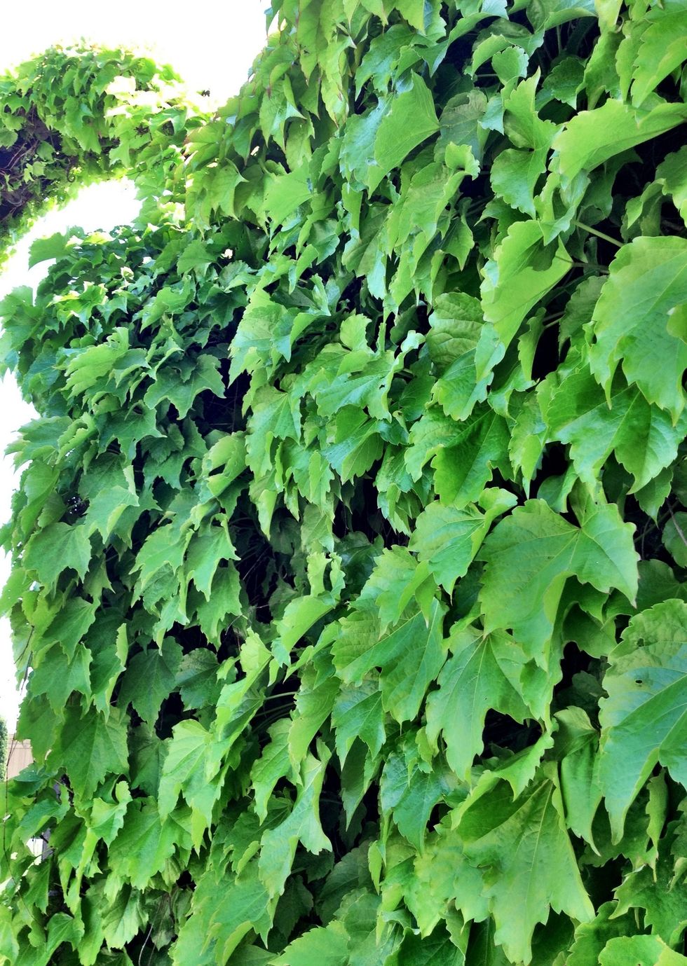 Come for a visit and you're sure to have a most memorable time. There is also a similar event in November - Holidays in Carneros. Maybe I'll run into you at one of the wineries? It's a date! \u2764\ud83c\udf77