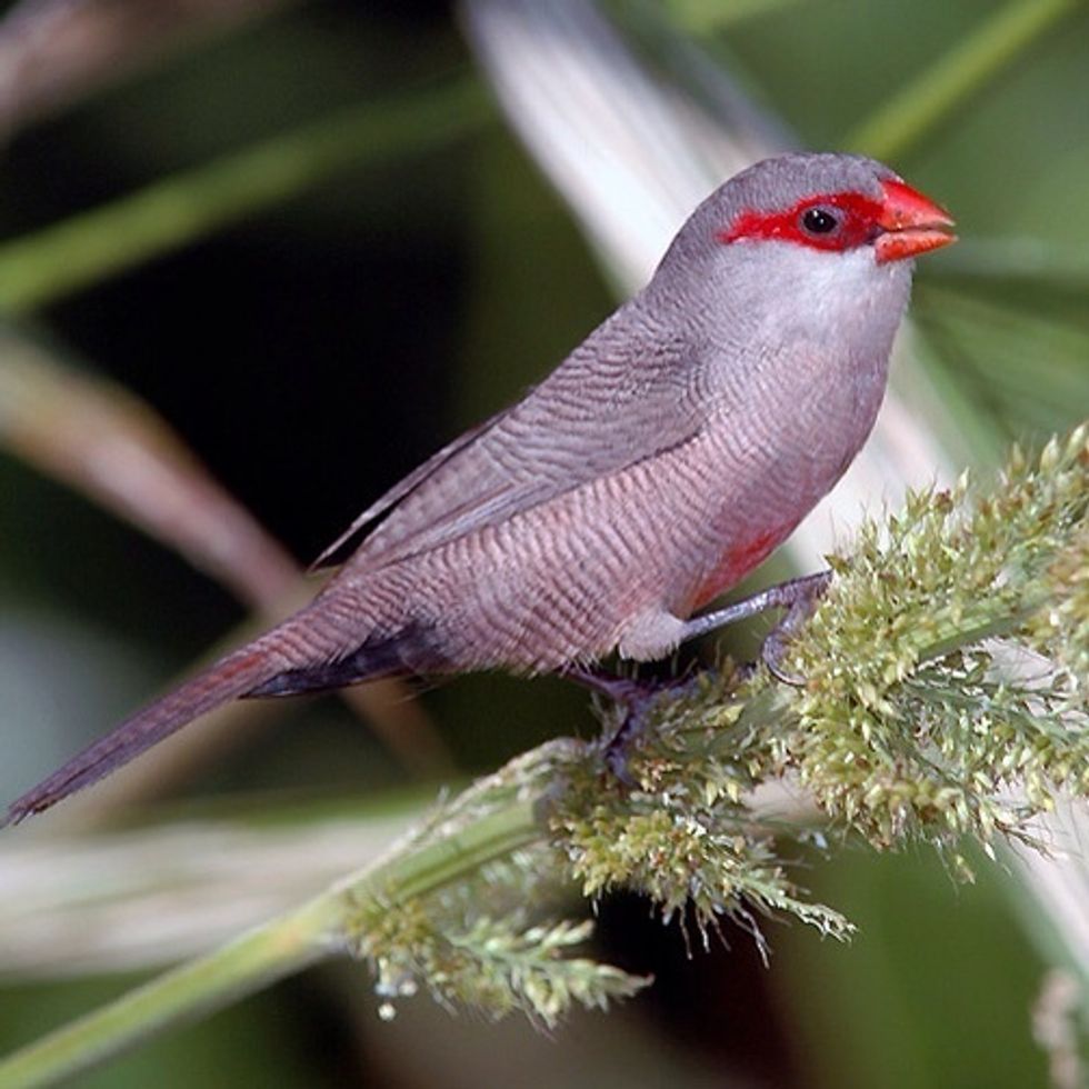 Common Waxbill