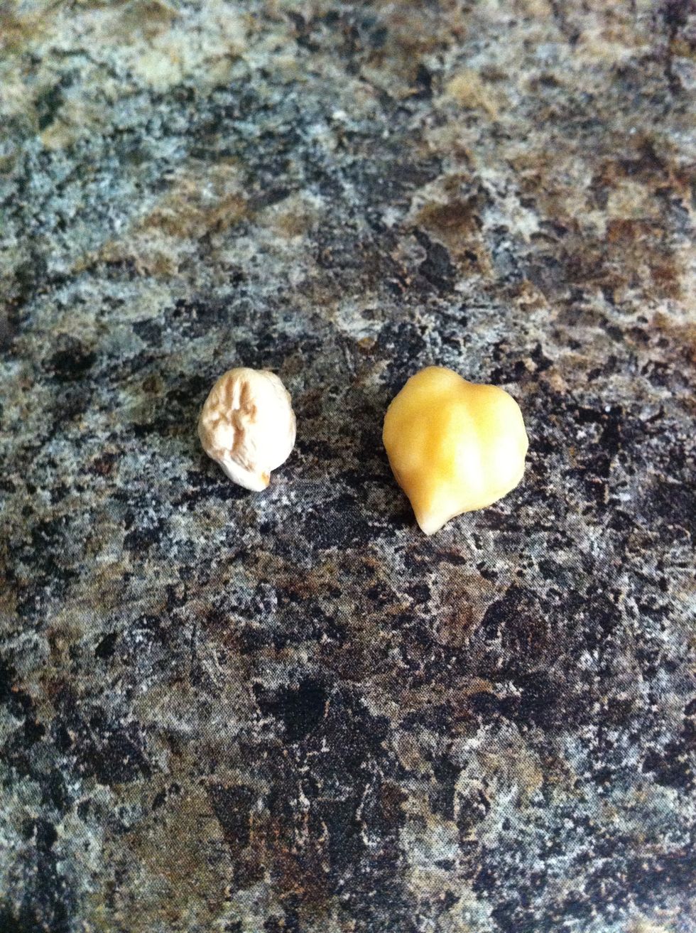 Comparison of dried to soaked