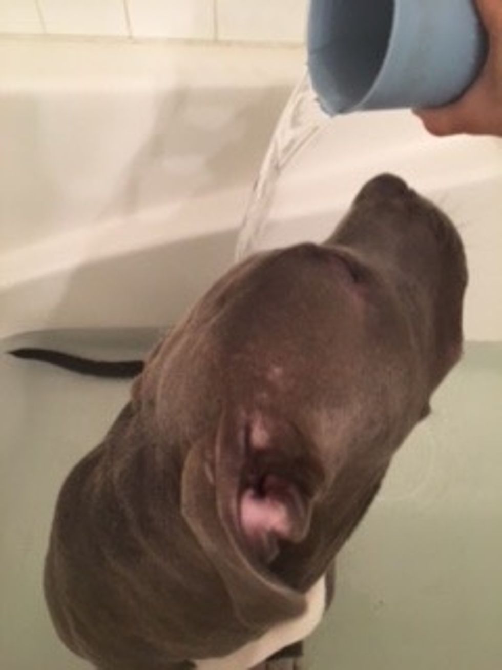 Completely wet your dog, including the head.