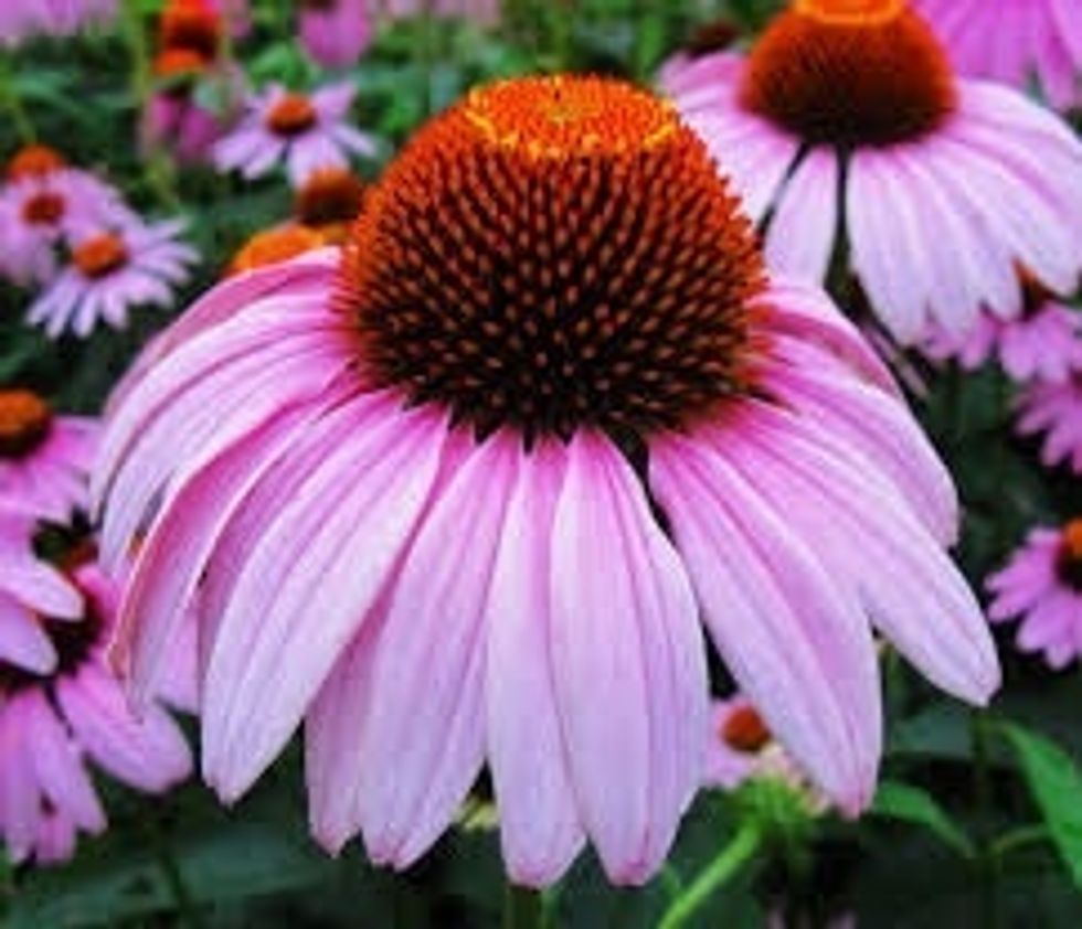 Cone Flowers: These flowers are not only pretty, but they attract pretty butterflies too. When they drink the gooey nectar out of the flowers it is like drinking pure sugar.