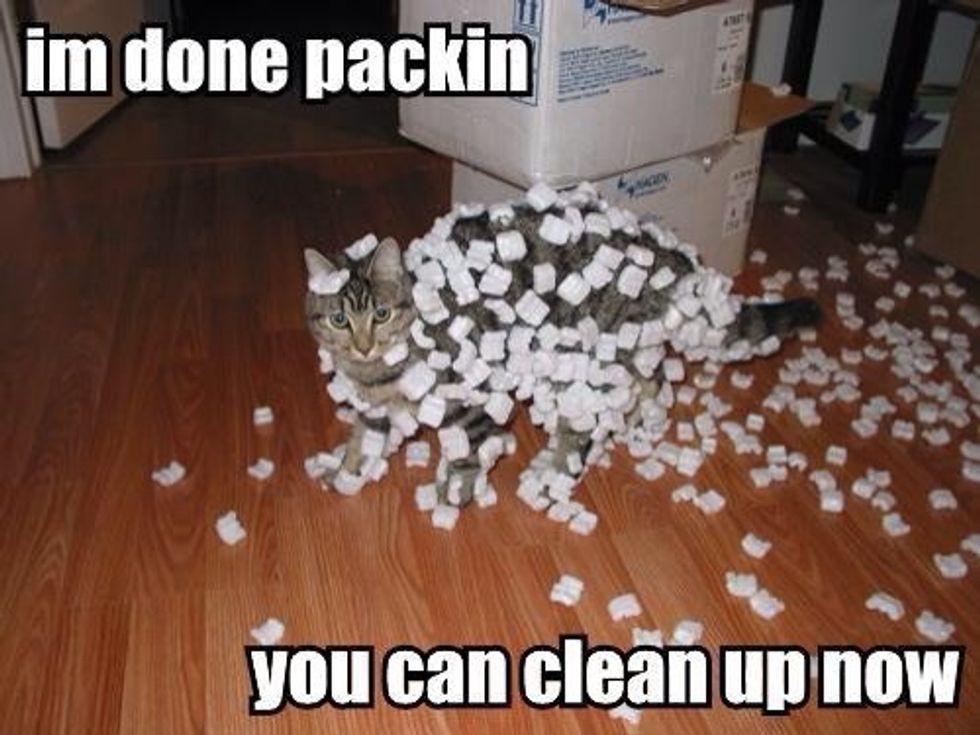 Congrats here is a picture of a cat