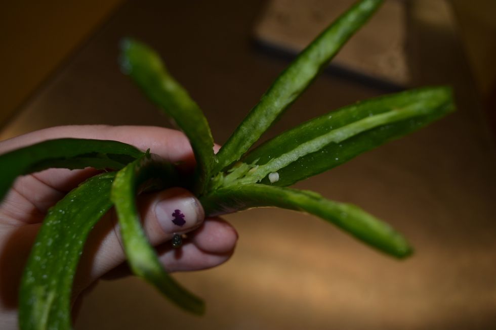 Congrats now you have a chili flower to garnish a spicy food