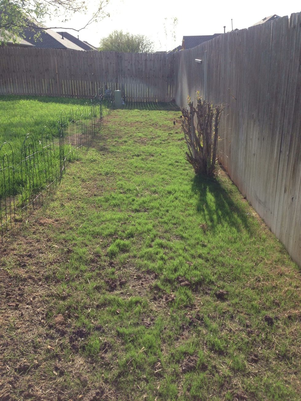 Continue to nurture your baby Fescue grass checking it frequently.