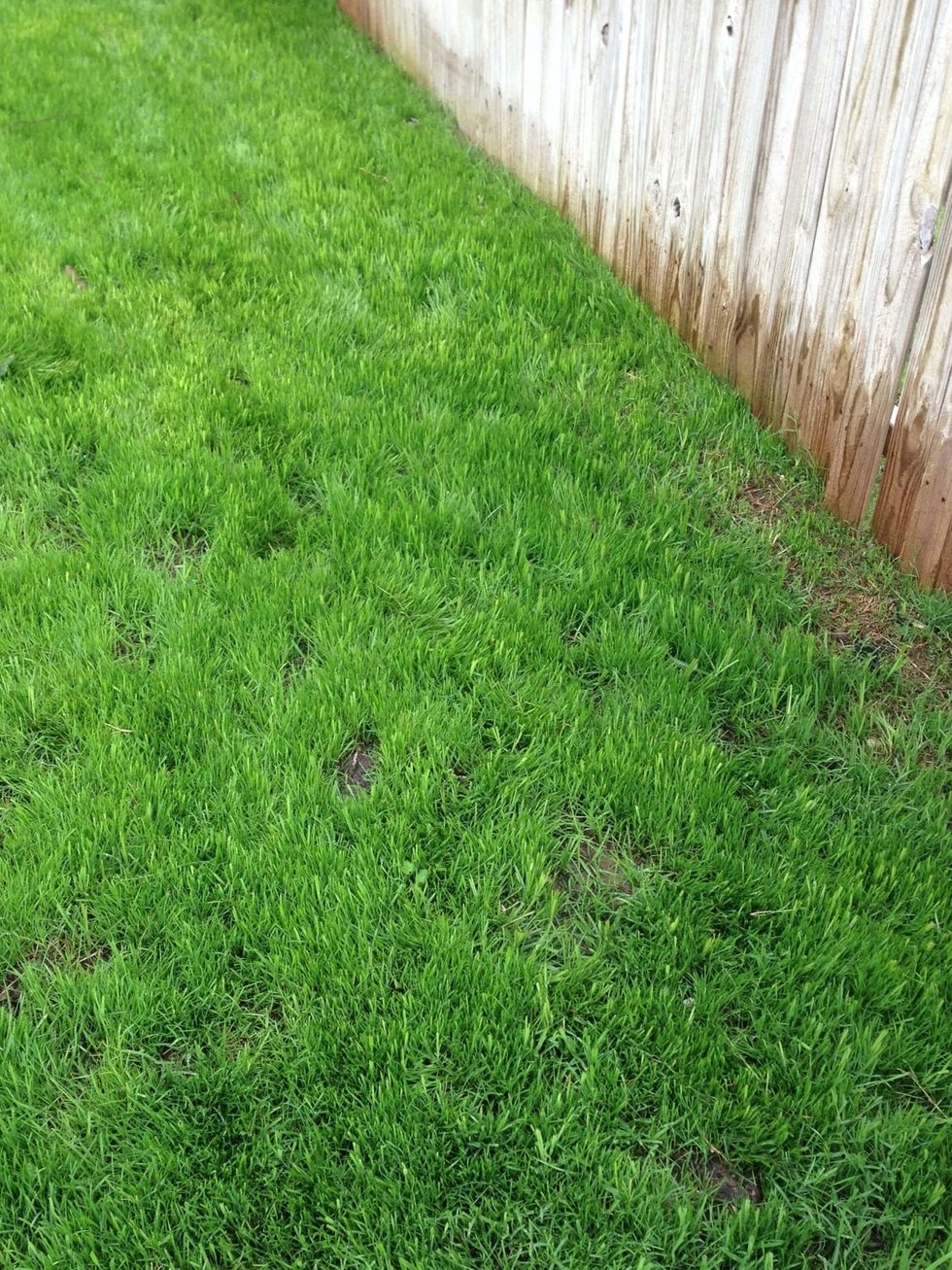 Continue to water and nurture. You can probably take down your fence at this point.