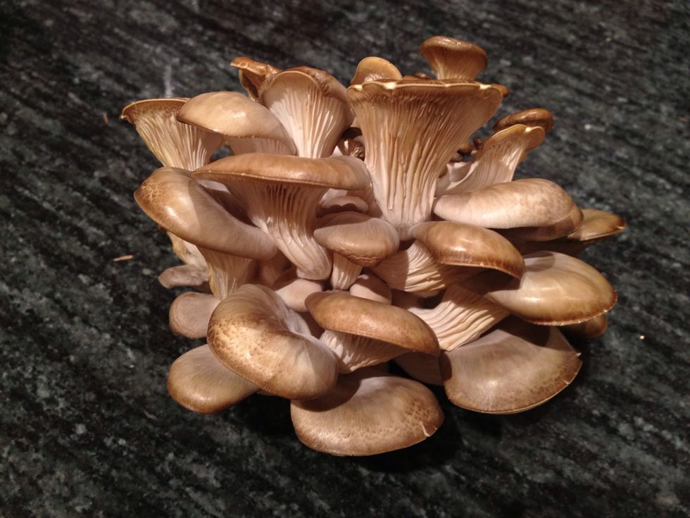 Cook your mushrooms however you like! Or, if you are not going to use them immediately, you can store them in a plastic bag in the fridge.