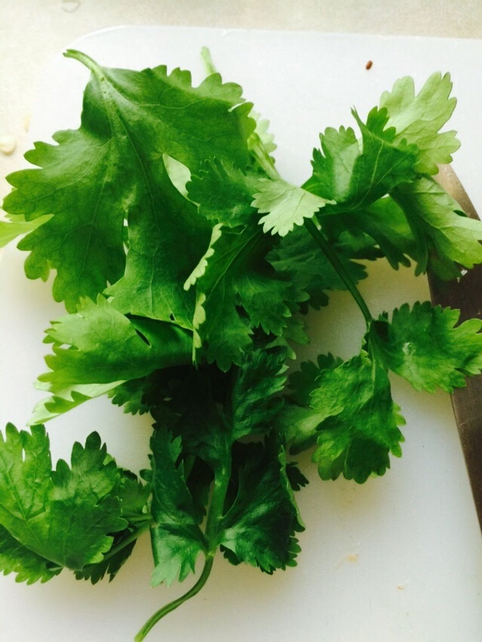 Coriander