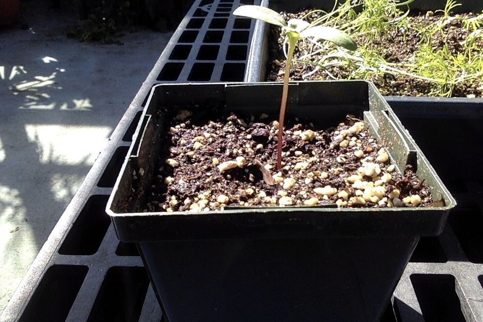 Cover seedling with potting soil don't compact the soil so tight