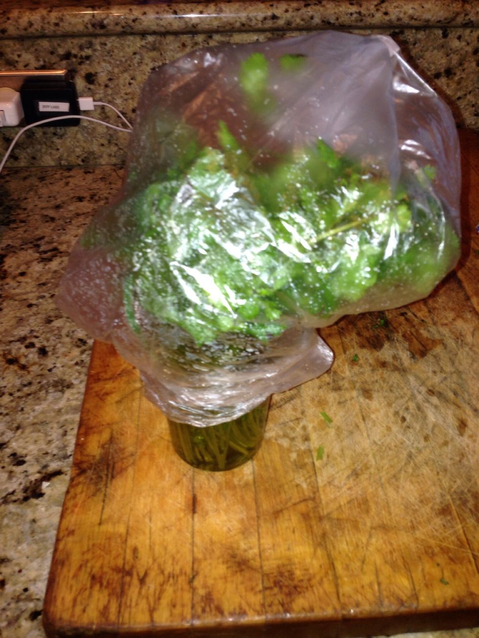 Cover the cilantro loosely with the plastic bag and wrap the bottom of the bag around the cup. Store in refrigerator.