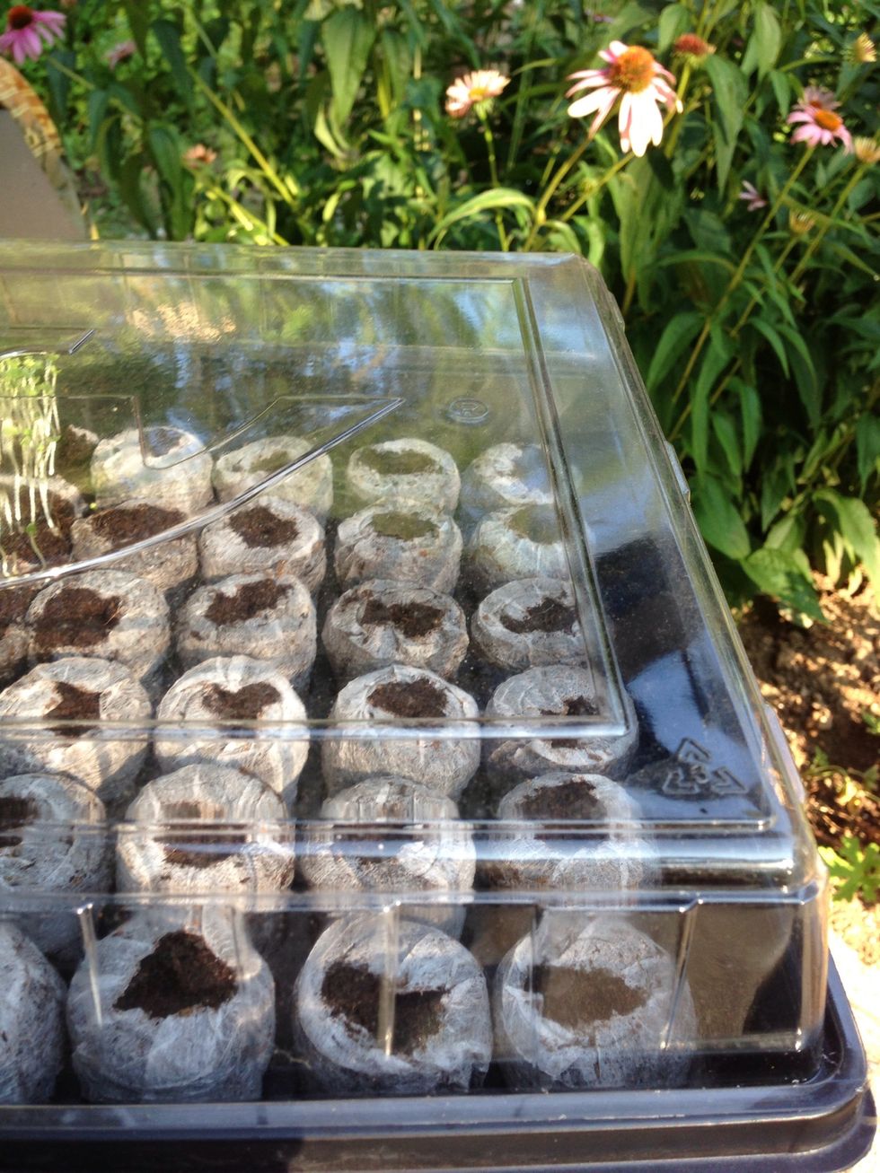 Cover the greenhouse with a plastic dome.  Rotate flat each morning to provide equal sun on both sides.