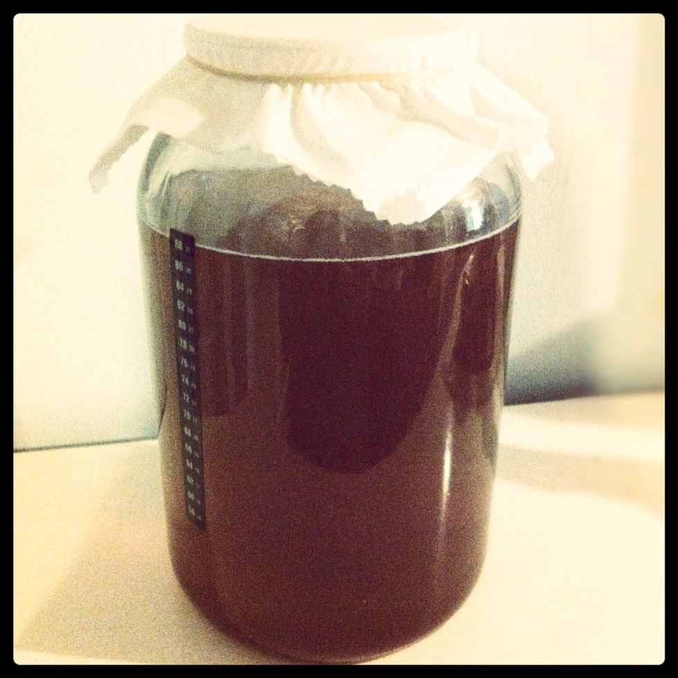 Cover the jar with the cotton cloth and rubber band, and make sure to pull the cloth taut. No lid is used, as the brew needs air. The cloth is mainly just to prevent anything outside from getting in.