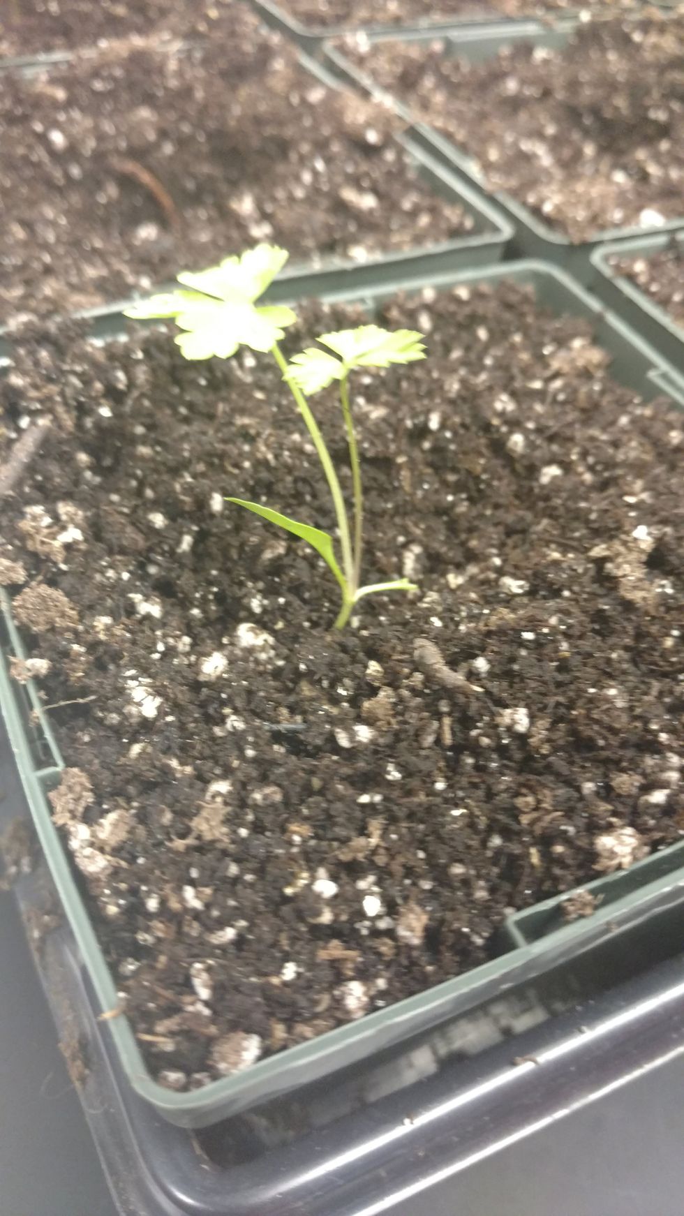 cover the roots with soil-- do not bury the stem too deep