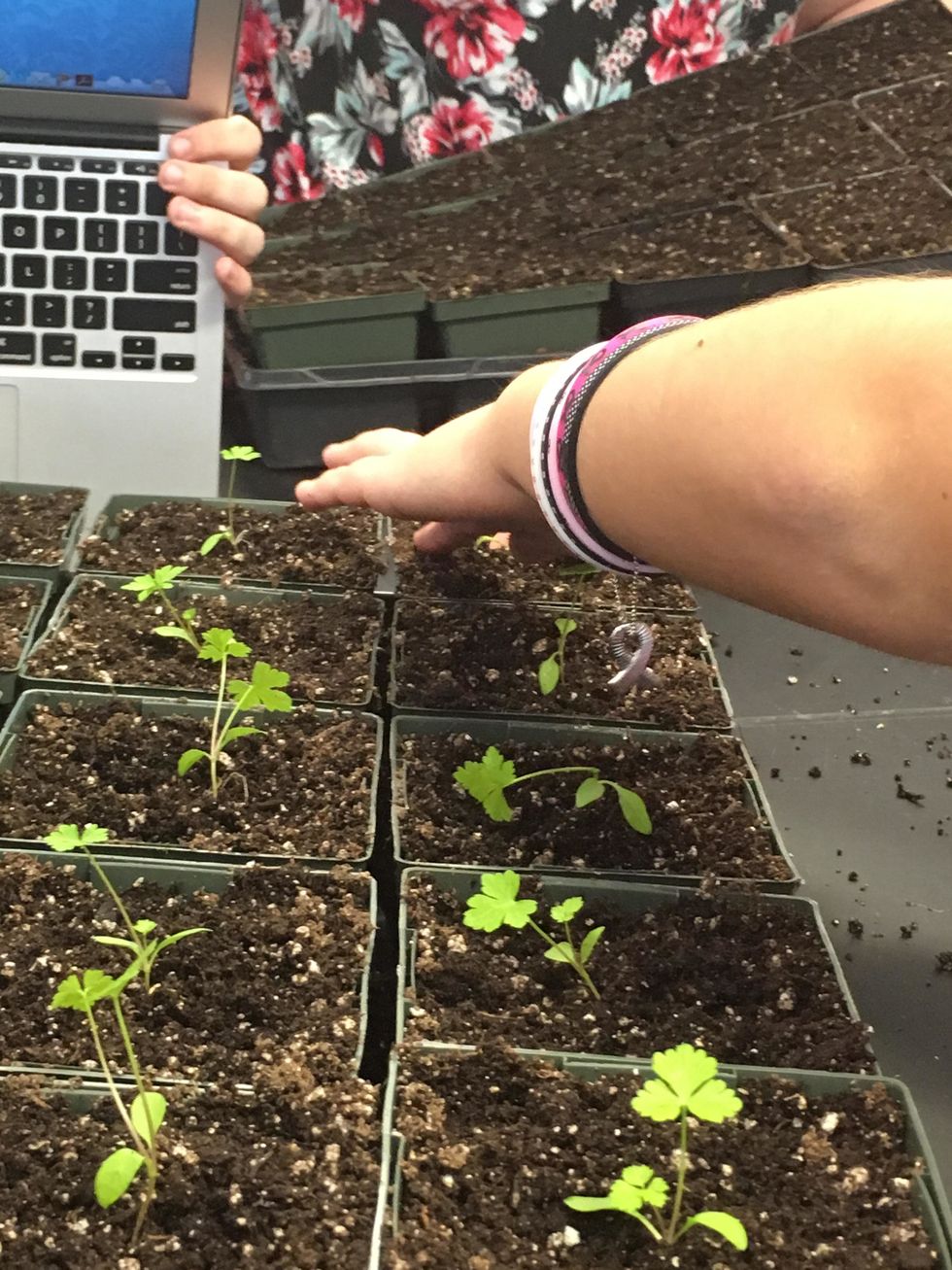 Cover the roots with soil- do not bury the stem too deep
