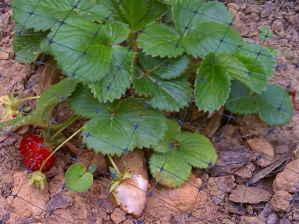 Cover with bird netting to reduce bird problems and any other things that feed on strawberries