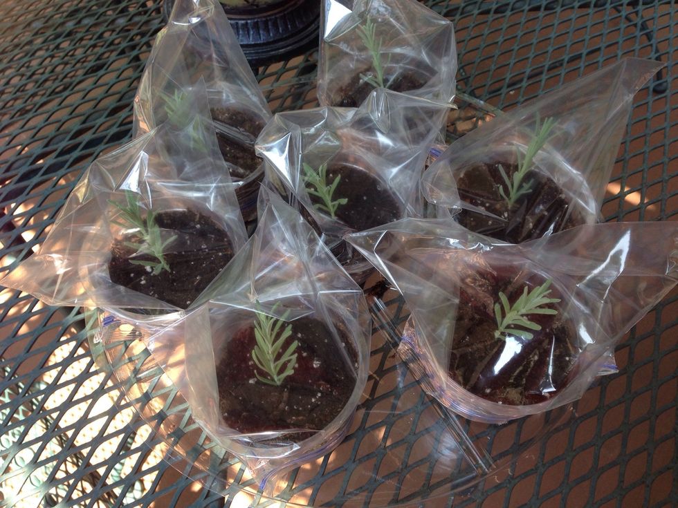 Cover with clear plastic bag to create a green house effect. Keep in part sun to shade. Keep bags on removing only to add water when moisture dries up, about every 2 weeks for about 6 weeks.