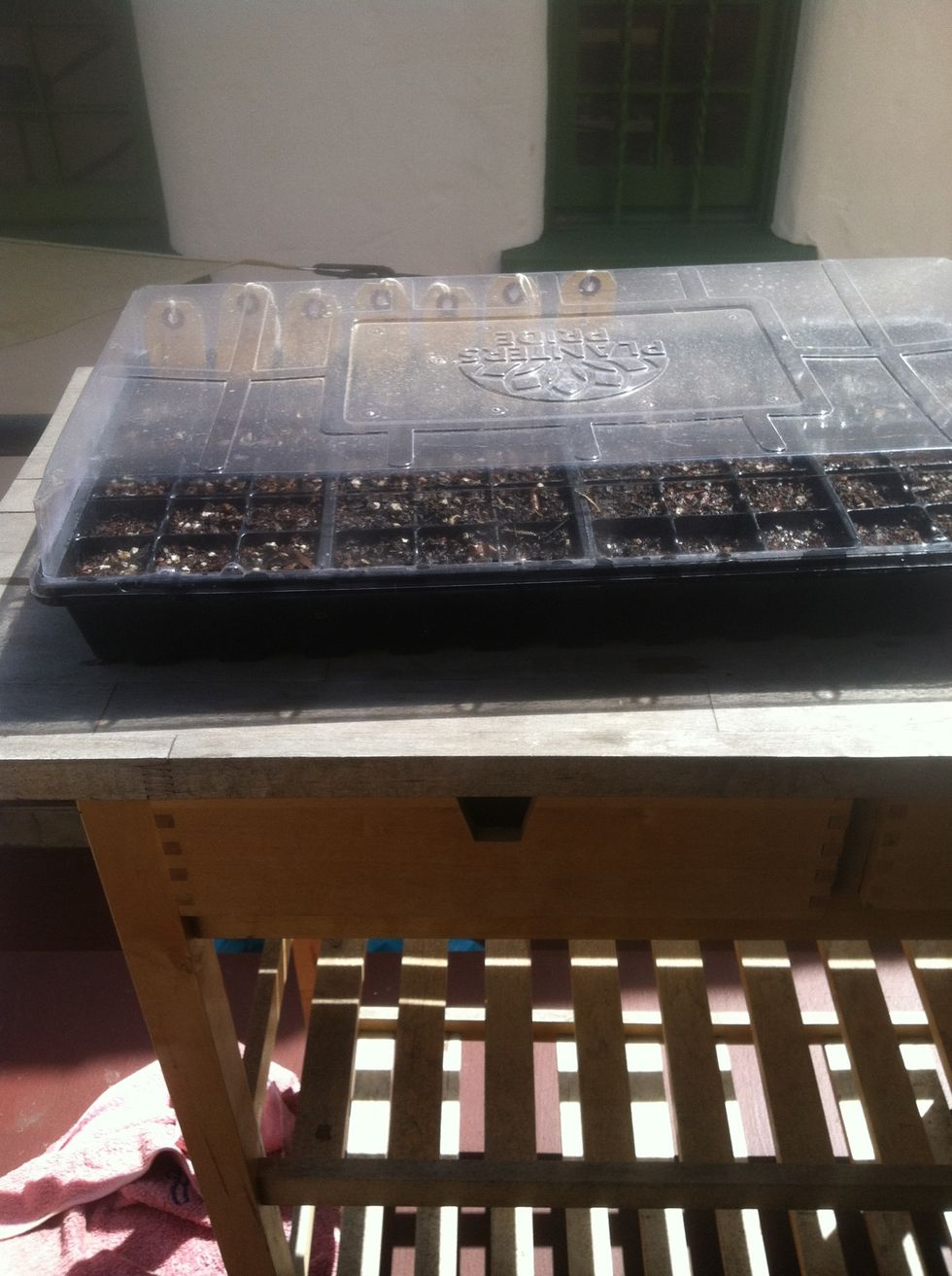 Cover with something that will help retain heat and moisture.  Place somewhere warm --inside if there's any danger of frost. Sprinkle with water daily, and in about a week you'll see sprouts!