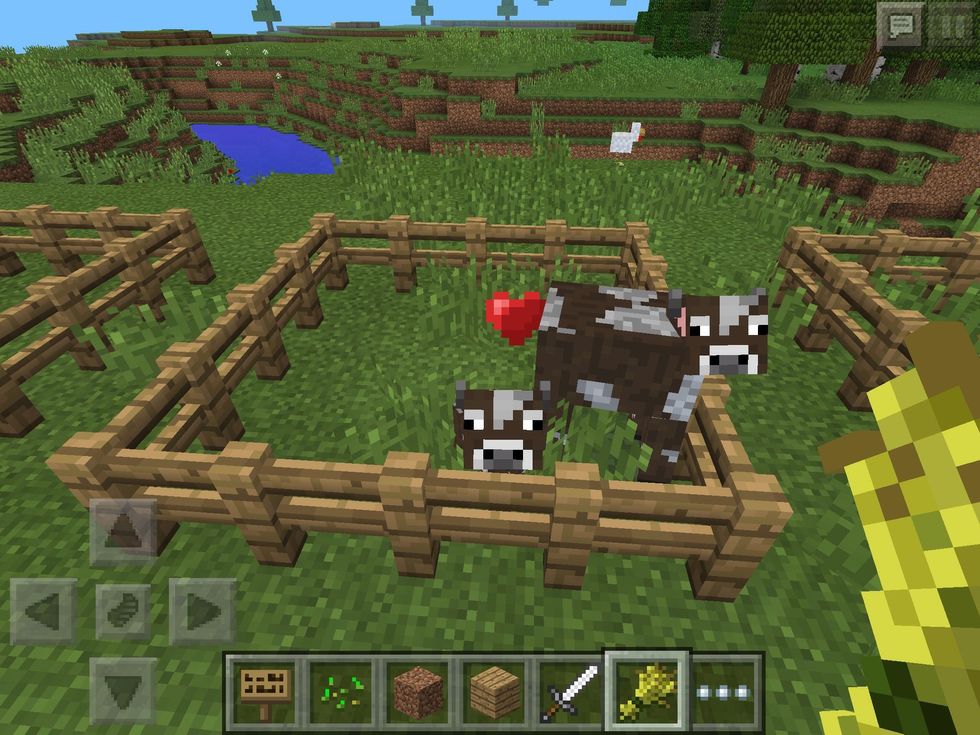 Cows love wheat and will follow you if you hold it. It can also be used to breed two adult cows to make baby cows!