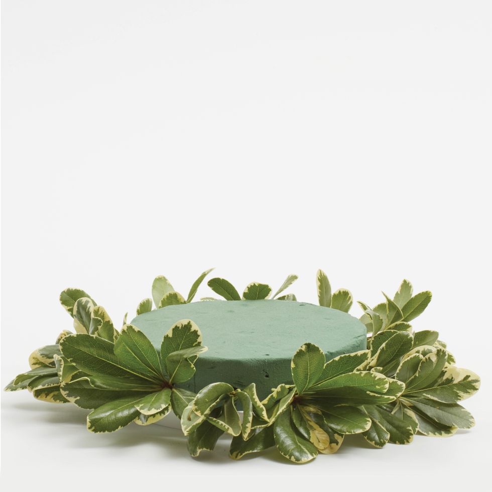 Create a collar with the varigated pittosporum.