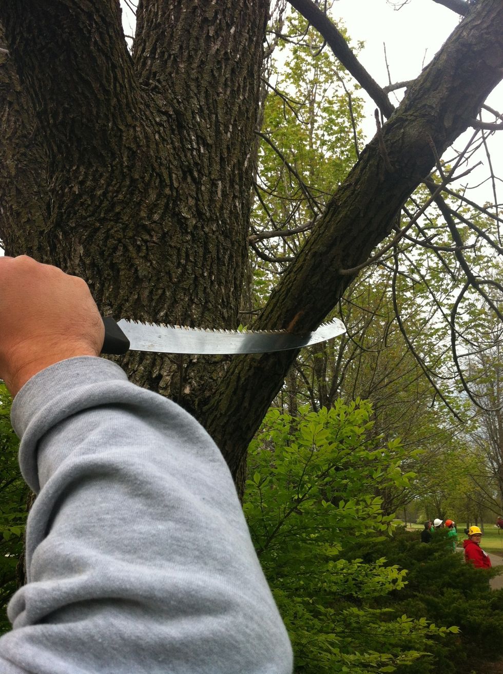 Create a cut on the underside of the branch approximately 12" away from the trunk. Saw about 1/3 of the way through the branch.