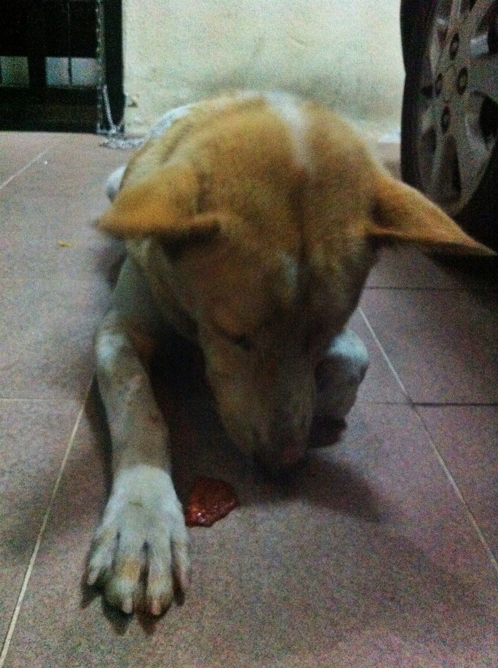 *Crunch crunch crunch*