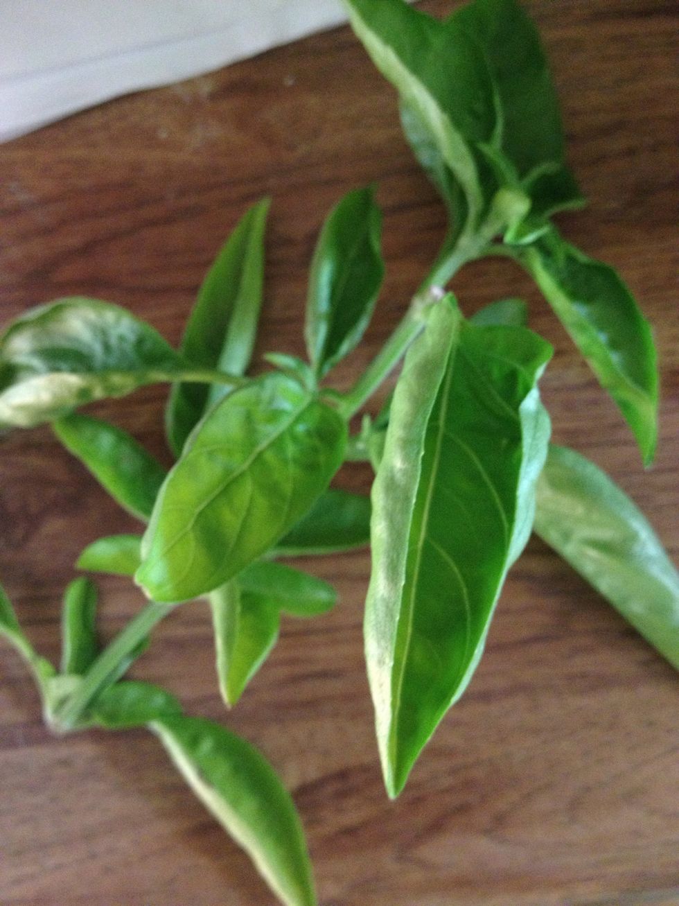 Cut a 4 inch stem of basil.