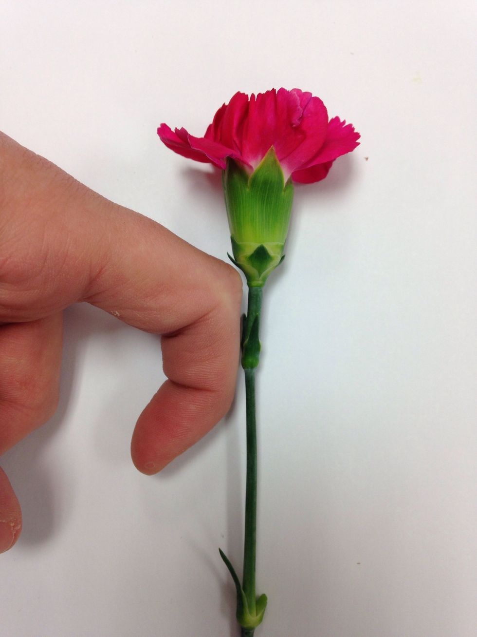 Cut all stems of the mini carnations (or flowers of choice) 1 inch. To estimate you can use the method in the picture.