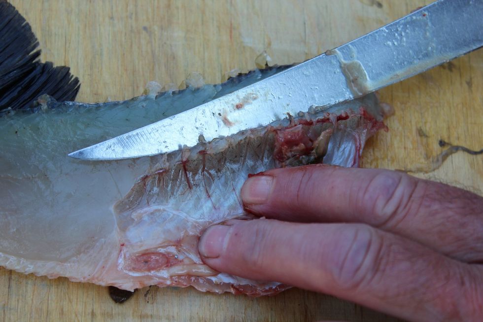 Cut around the body cavity of the fillet piece and discard it.