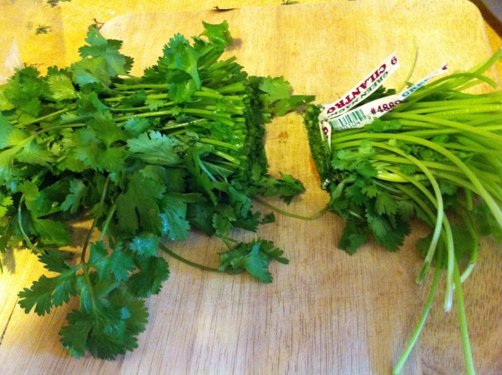 How to keep cilantro fresh longer B+C Guides