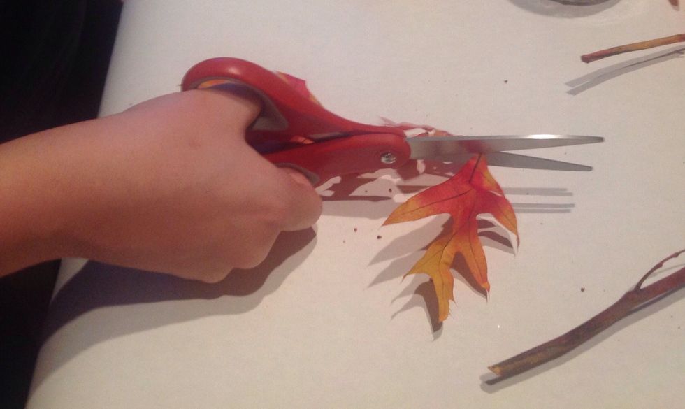 Cut individual leaves from the bunch and unfold them so that they lay flat.