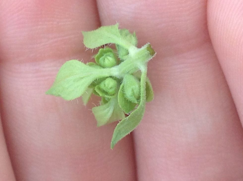 Cut it, at the very spot where the sepals (small leaves at the bottom) stop growing