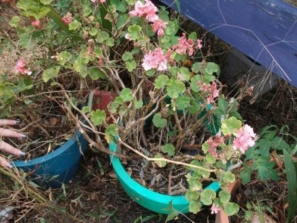 Cut off a piece of the geranium (plant).