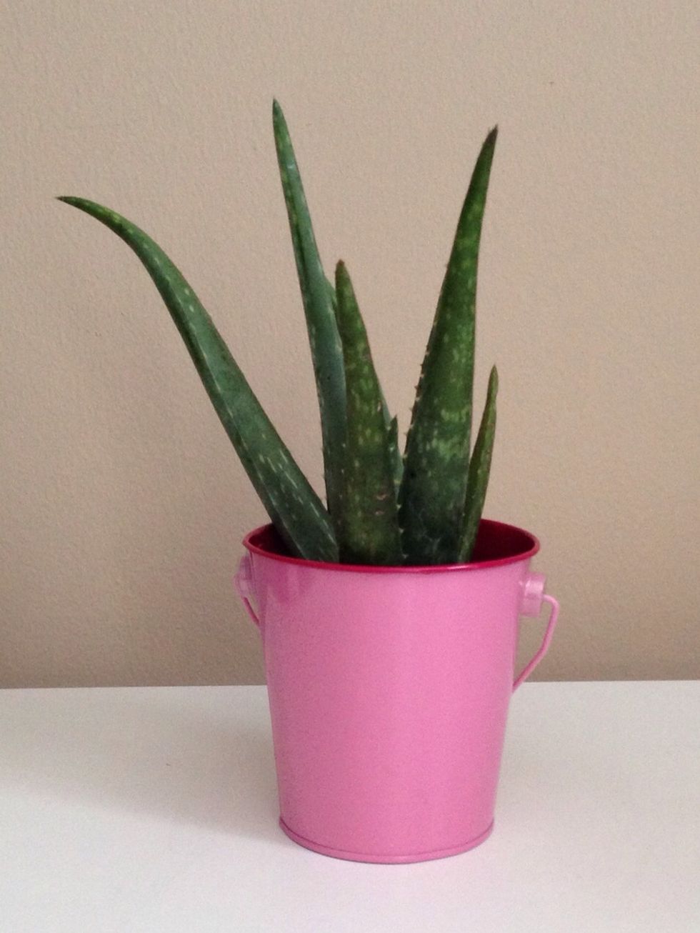 Cut off one aloe leaf.
