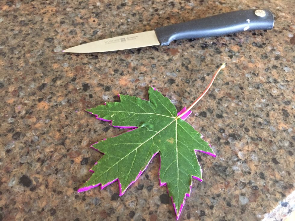 Cut out the shape of the leaf on to the clay with a knife PARENTS PERMISSION WITH THE KNIFE