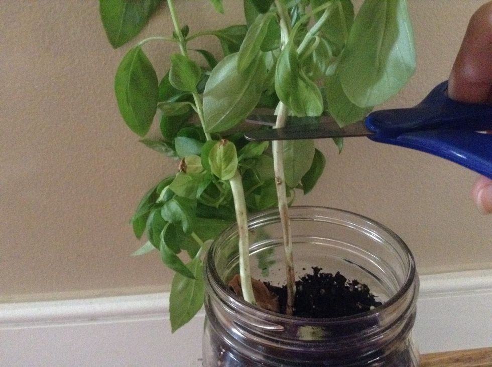 Cut right where the leaves stop growing