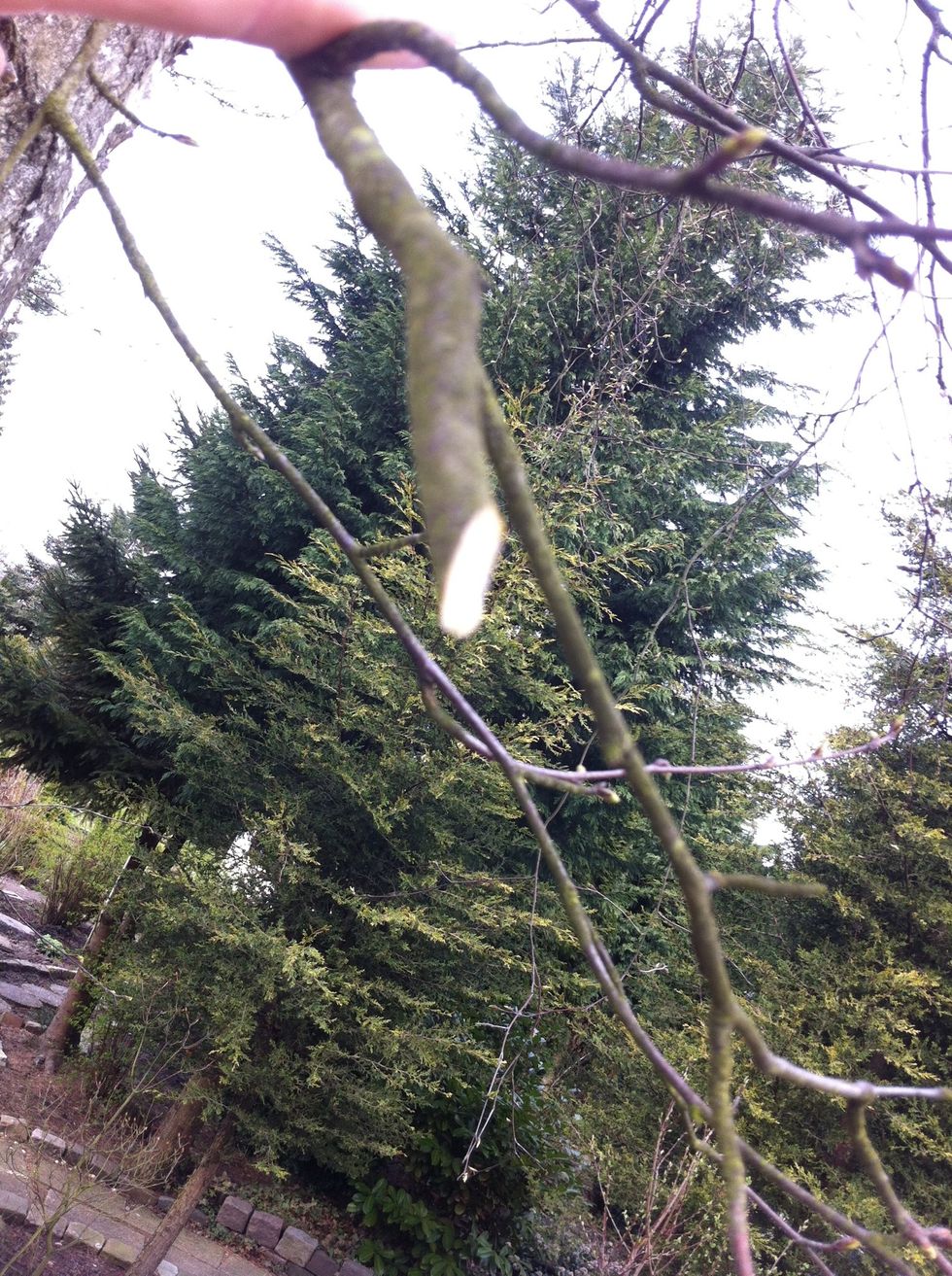 Cut the branch diagonal.