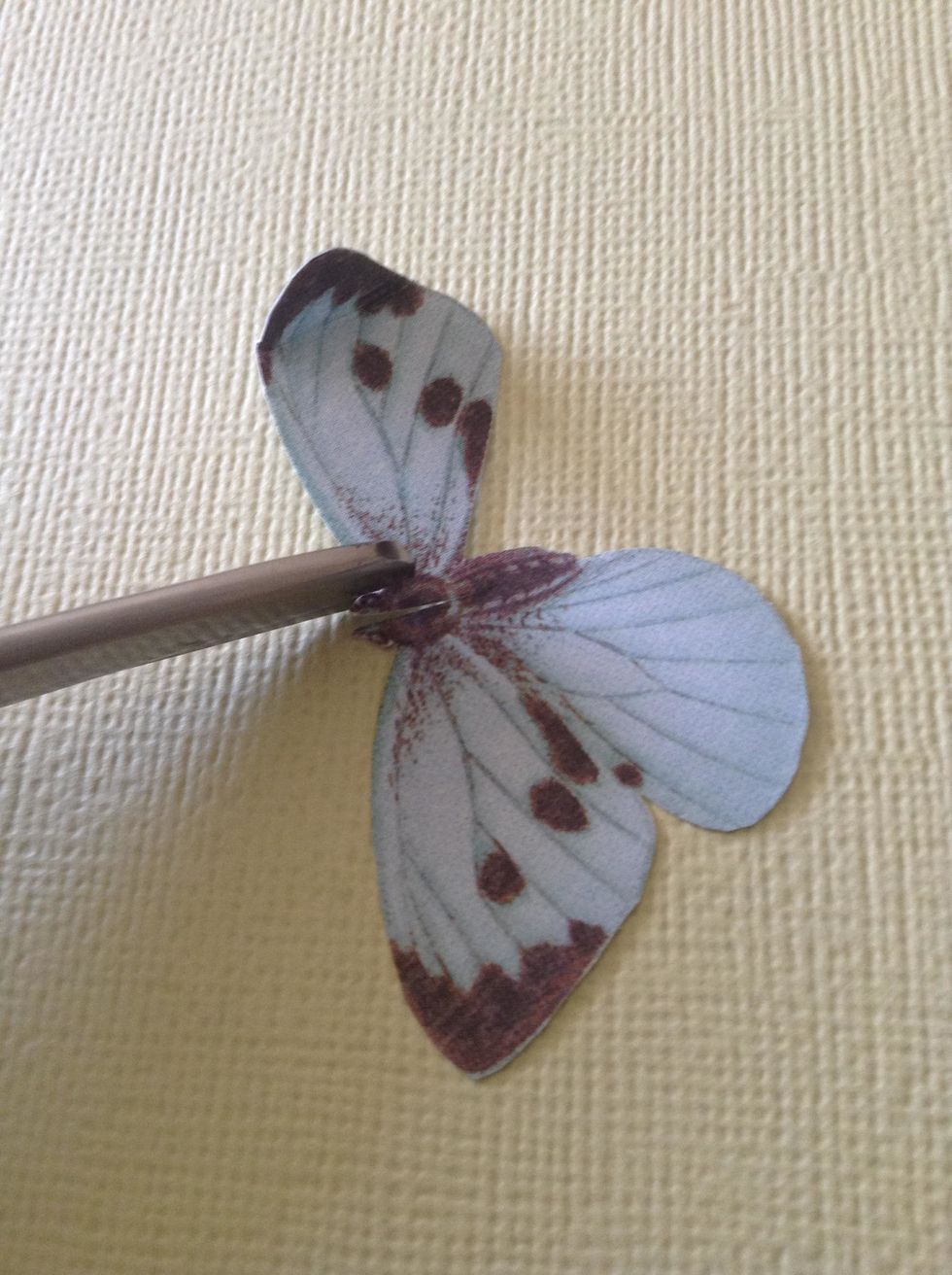 Cut the head of this butterfly..