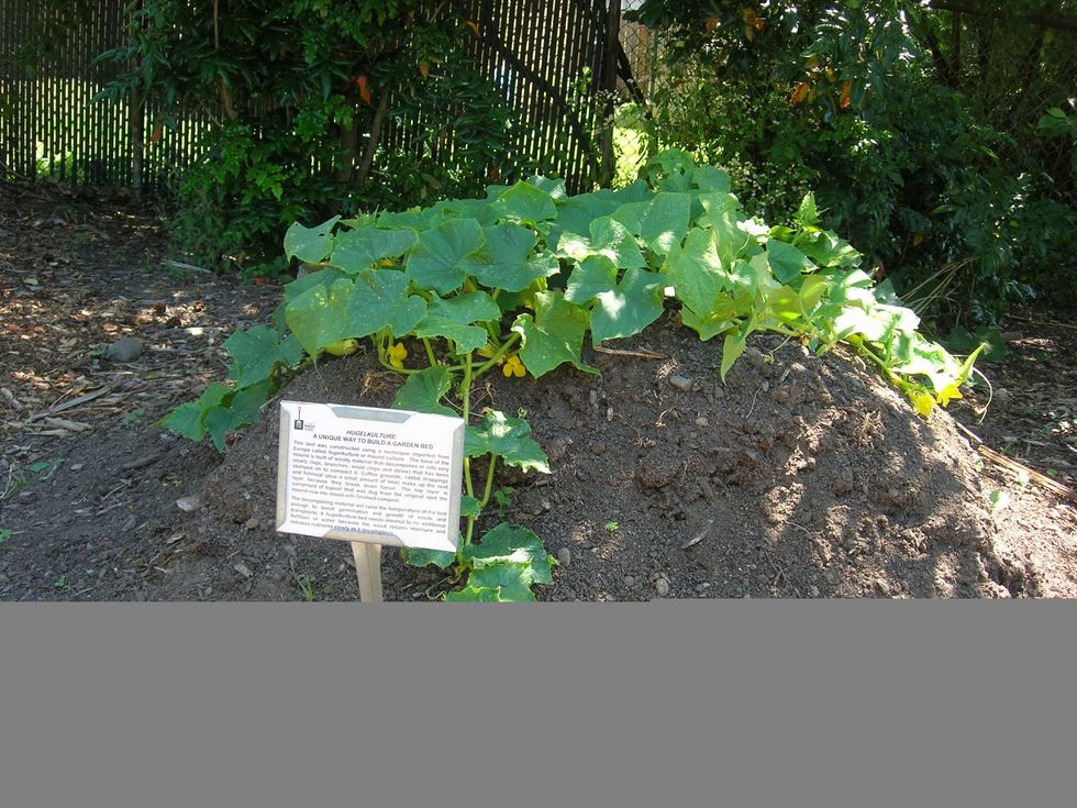 Cut the plant back to 1 inch above the soil surface in the winter season. Winter buds will produce new shoots in the spring.
