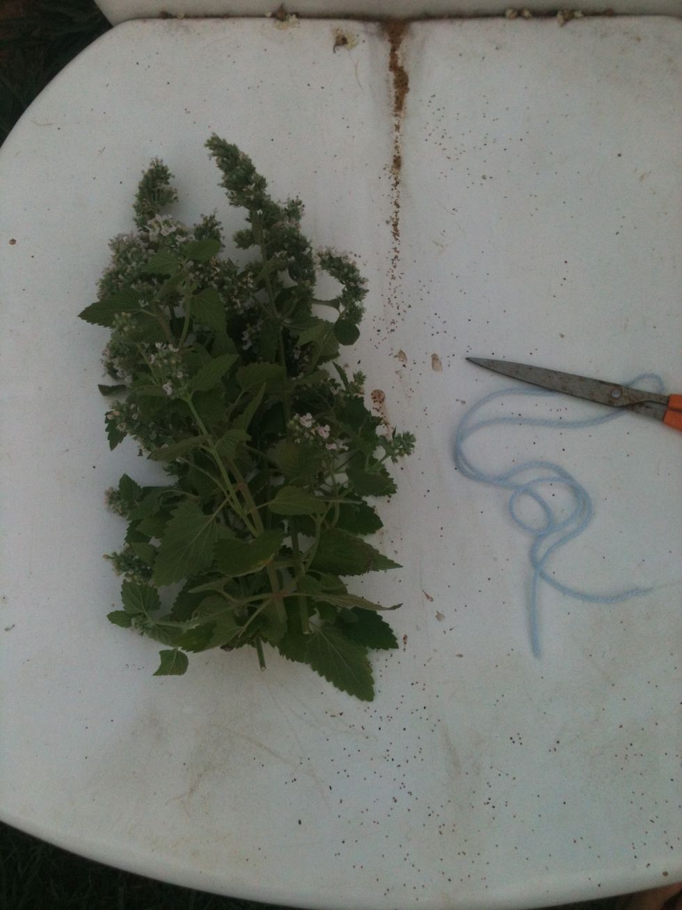 Cut the plant with scissors so you have long stalks of catnip. Be aware that you will want to cut more than you think you need, because the plant is going to dry up and shrink.