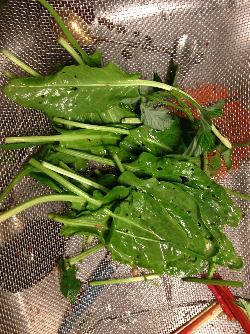 Cut the sorrel