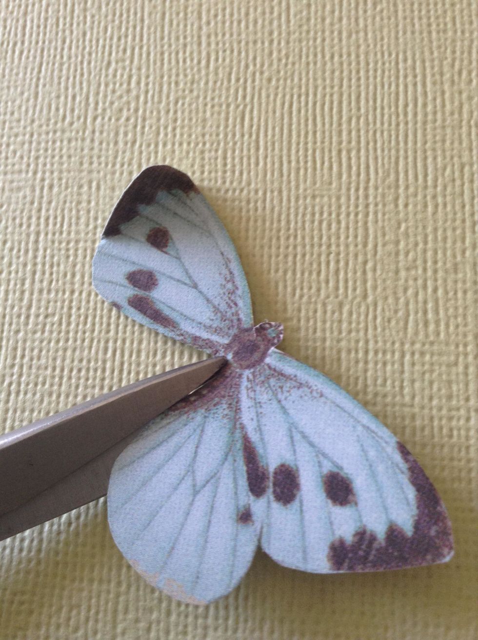 Cut the tail of this buterfly..