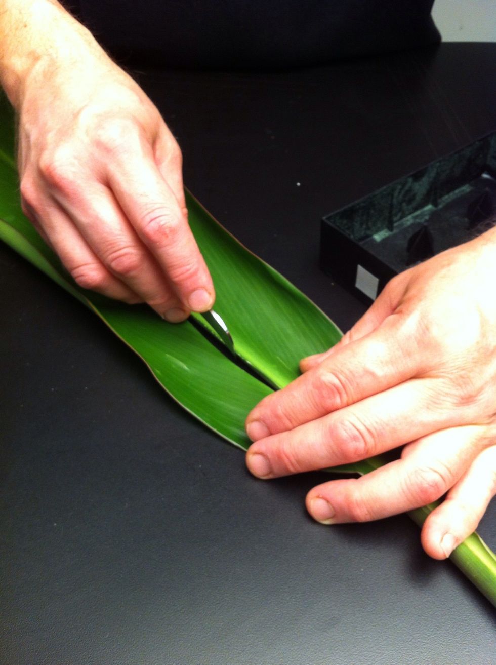 Cut ti leaf in half lengthwise.