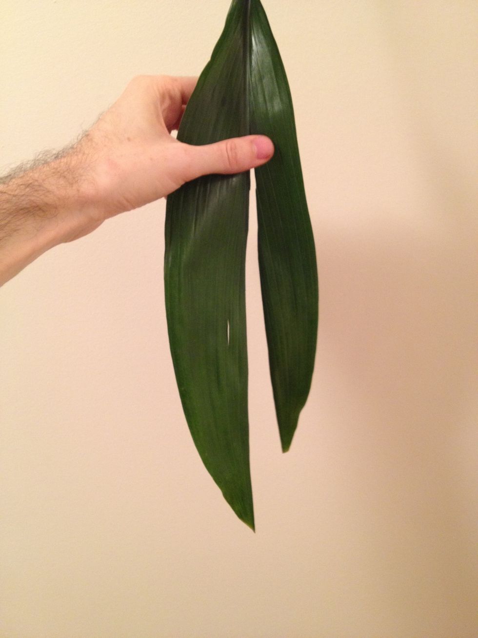 Cut your aspidistra leaf up the center