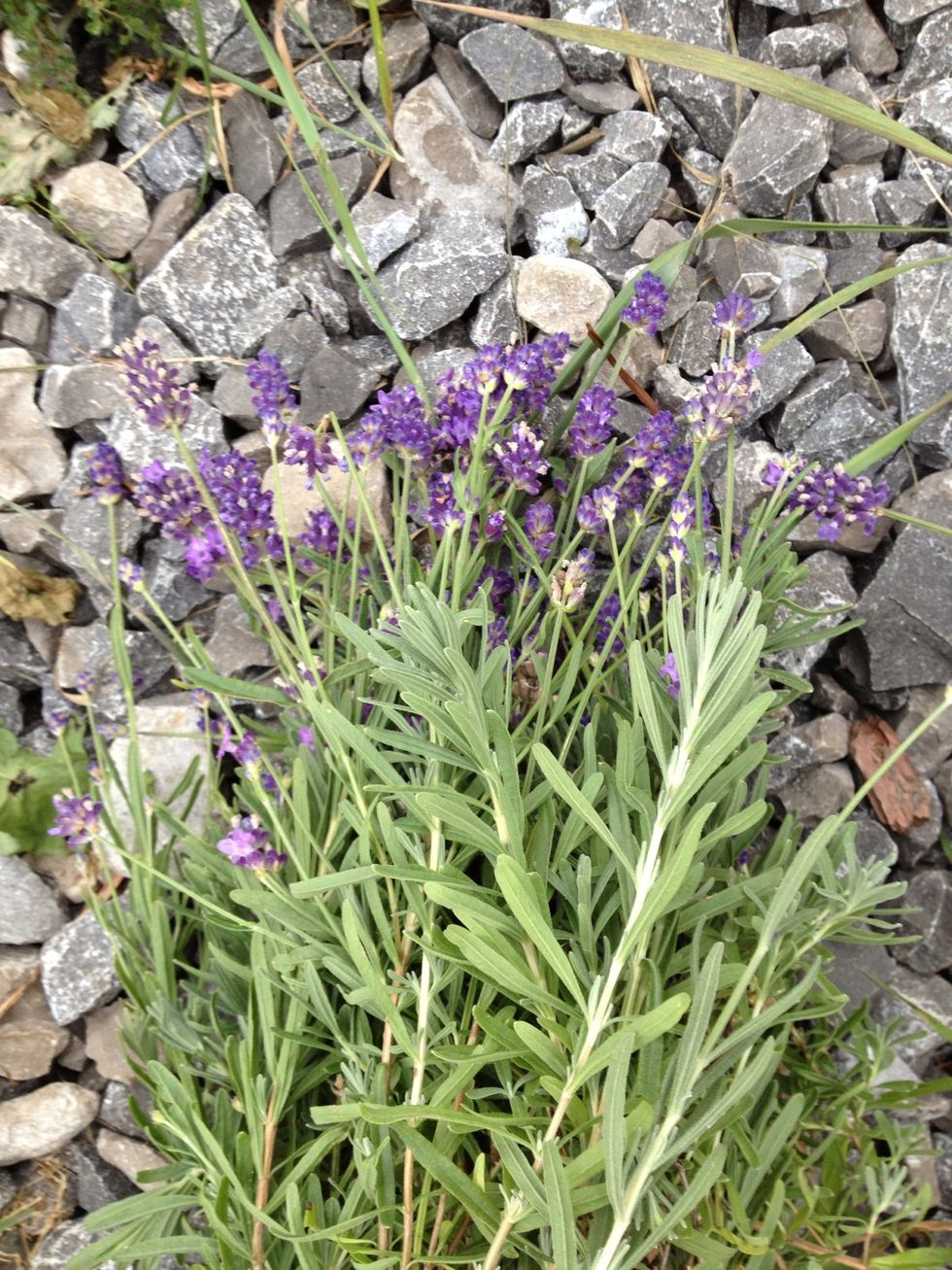 Cut your lavender from the garden. If you don't grow any you can buy it from the store. I have bought some (for baking needs) at a loose leaf tea store.
