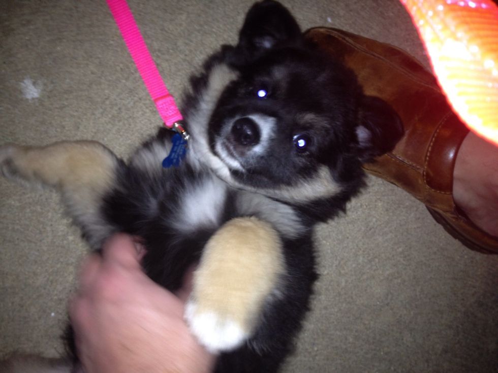 Cute but naughty. He would pee or poop anytime we weren't watching.